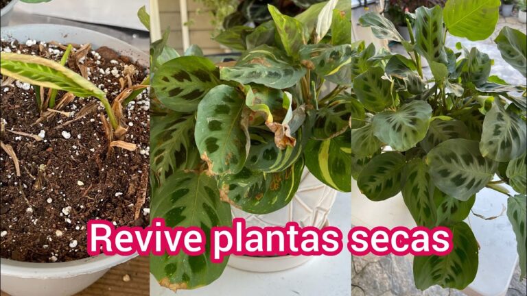 Problemas comunes de la Calathea crocata: Gu&iacute;a de soluciones