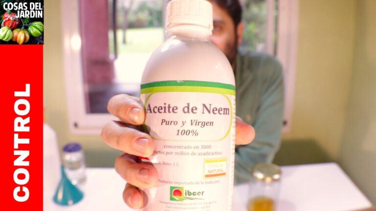 Cómo hacer aceite de neem casero