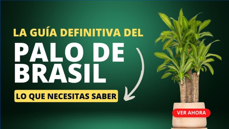 Tipos de palo de brasil: Una guía completa