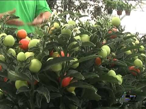 Descubriendo el Solanum Bartoli: Una Nueva Especie de Planta