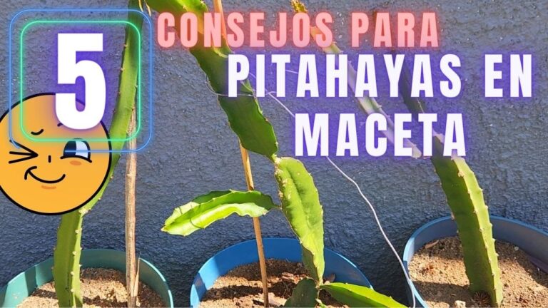 Cuidados &oacute;ptimos para la planta de pitahaya