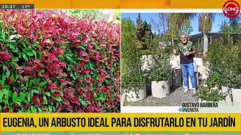 La belleza de la flor de eugenia: planta ex&oacute;tica