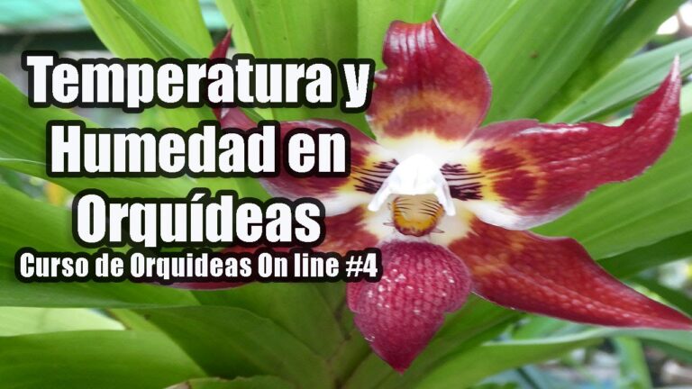 Consejos para el cuidado de las orquídeas según la temperatura