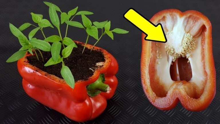 Beneficios de Semillar Pimientos: Todo lo que Debes Saber
