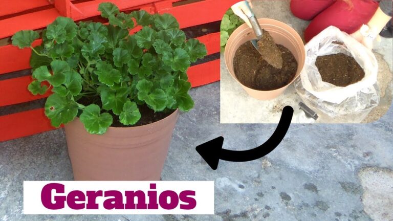 Gu&iacute;a para trasplantar un geranio