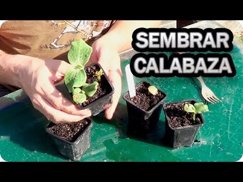 Mejor época para plantar semillas de calabaza