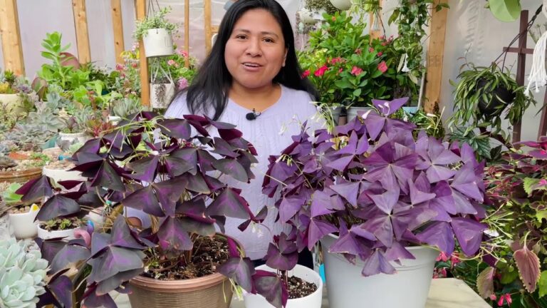 Gu&iacute;a para comprar Oxalis Triangularis