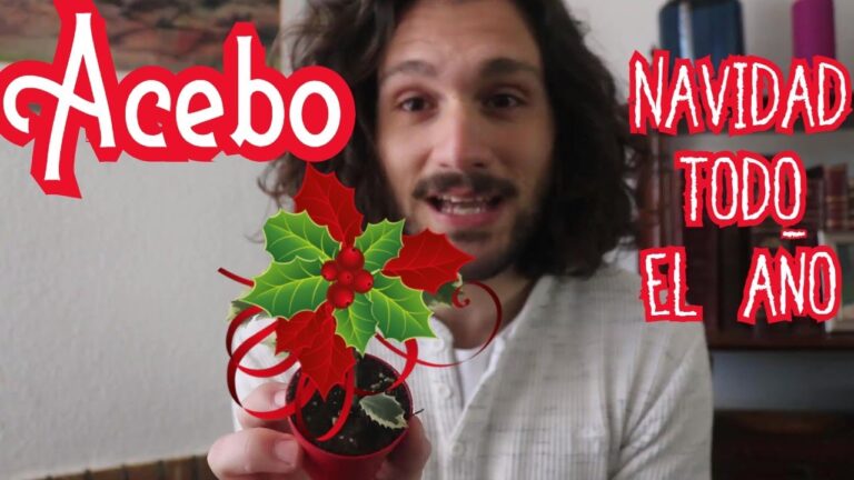 Gu&iacute;a de precios del acebo en maceta