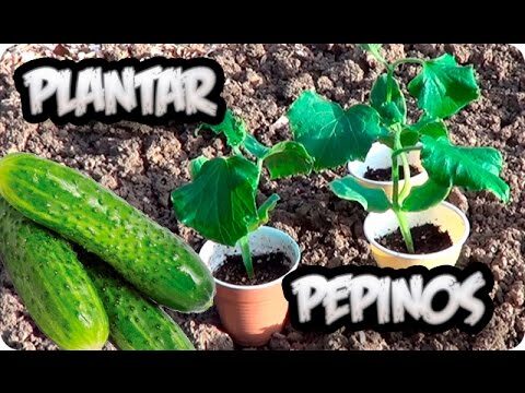 Guía para la Siembra de Pepinillos
