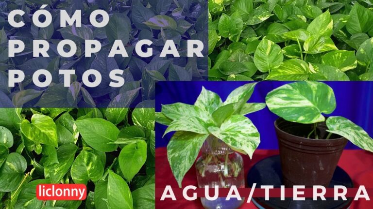Todo sobre las increíbles potos enredaderas