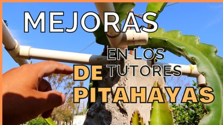 Guía completa de tutores para pitahaya