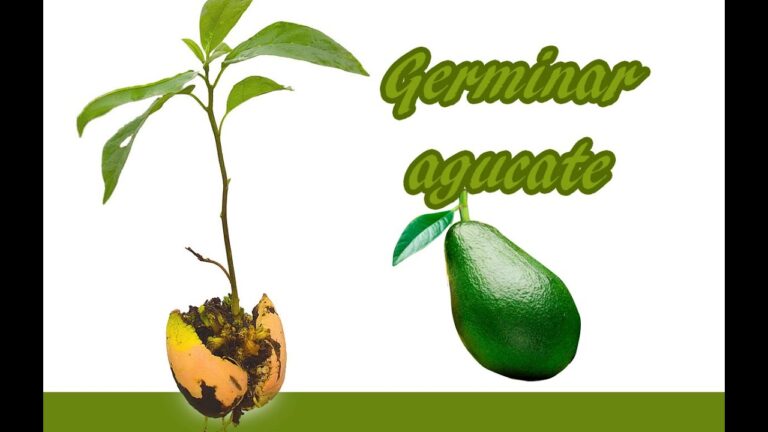 Tiempo de germinación del hueso de aguacate