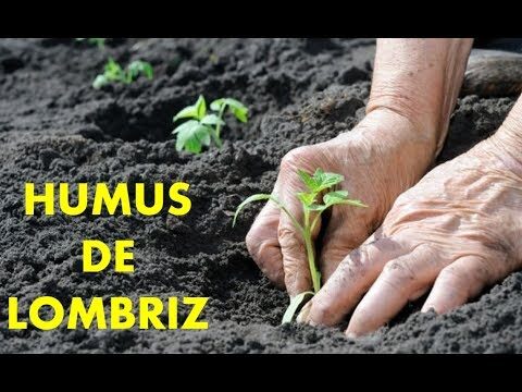 Beneficios del humus para el suelo y las plantas