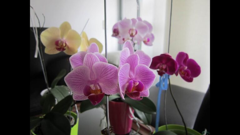 Guía para Comprar Orquídeas: Consejos y Recomendaciones