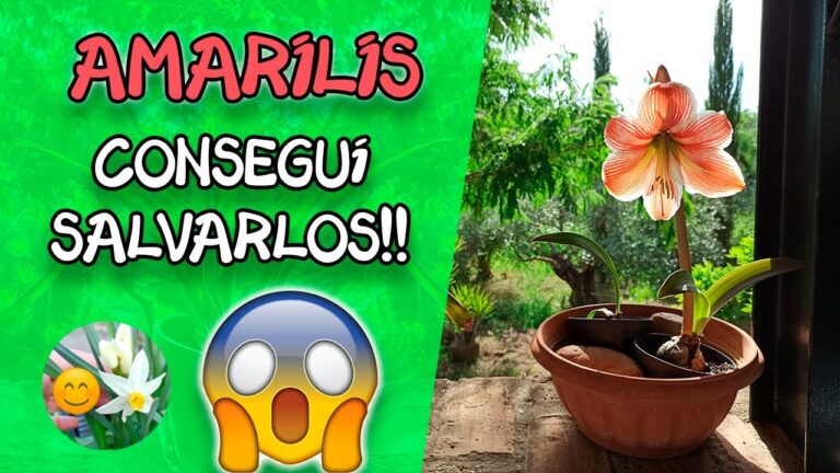 Cuidados Esenciales para la Planta Suegra y Nuera