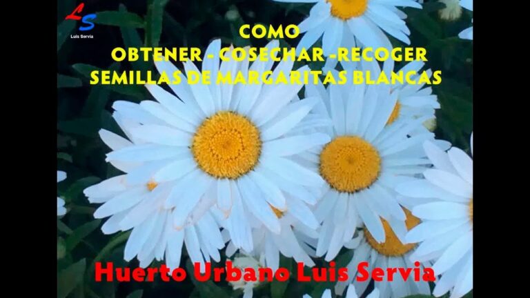 Cómo sacar semillas de margaritas de forma efectiva