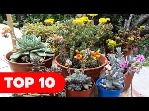 Plantas suculentas con flores amarillas