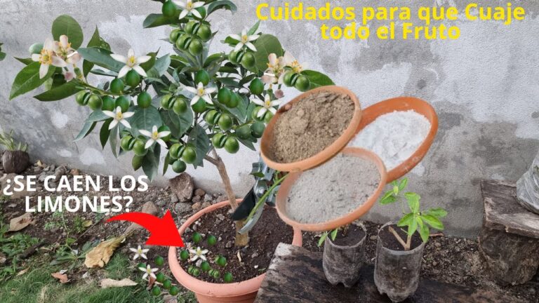 Cultivo y Cuidado del Limonero de Limones Peque&ntilde;os