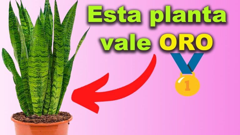 Planta lengua de suegra: significado espiritual