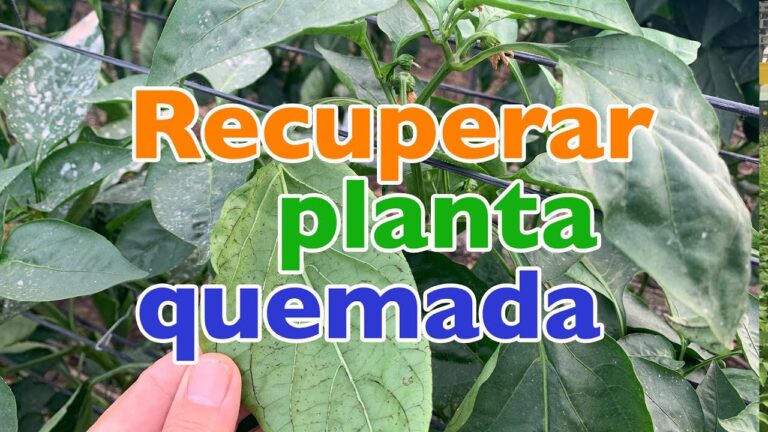 C&oacute;mo prevenir y tratar hojas quemadas por insecticida