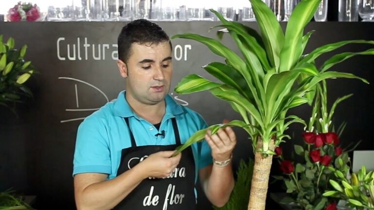 Cuidados de Dracaena para Interiores