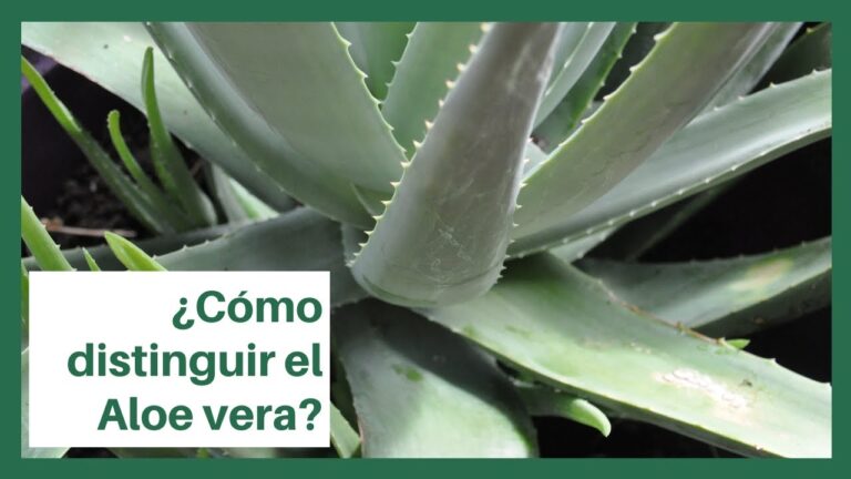 5 plantas similares al aloe vera que debes conocer