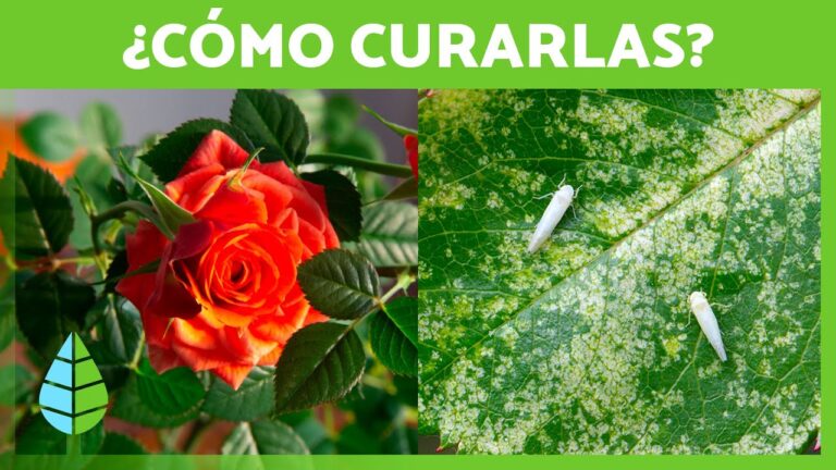 Por qué se secan las hojas de los rosales