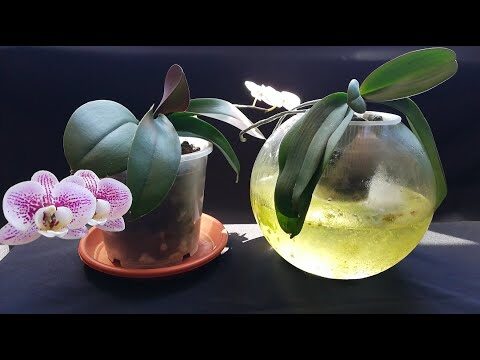 Cómo Salvar una Orquídea en Agua