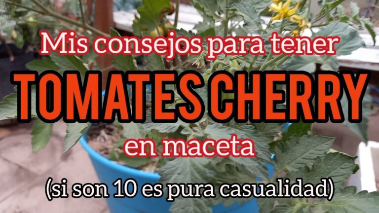 Gu&iacute;a para cuidar tomates cherry en maceta