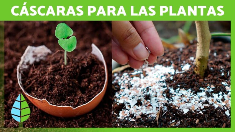Plantas que necesitan c&aacute;scara de huevo: beneficios y cuidados