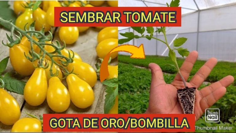 Tomates Bombilla: El Secreto para una Cosecha Exitosa