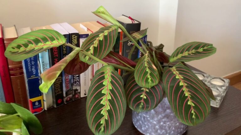 Consejos para el cuidado de la Maranta leuconeura
