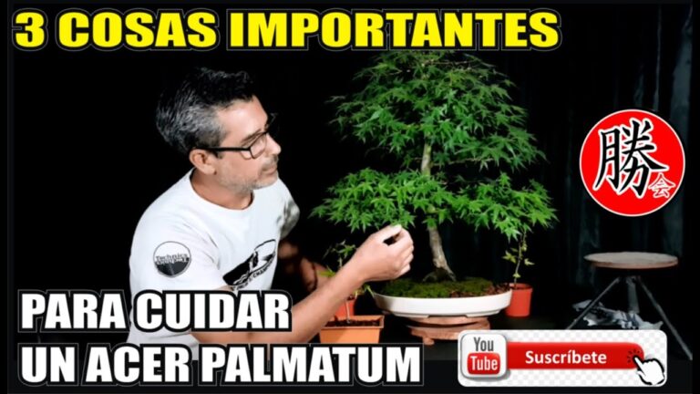 Cuidados del bonsái Arce Palmatum