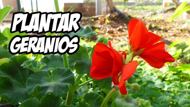 El mejor momento para plantar geranios