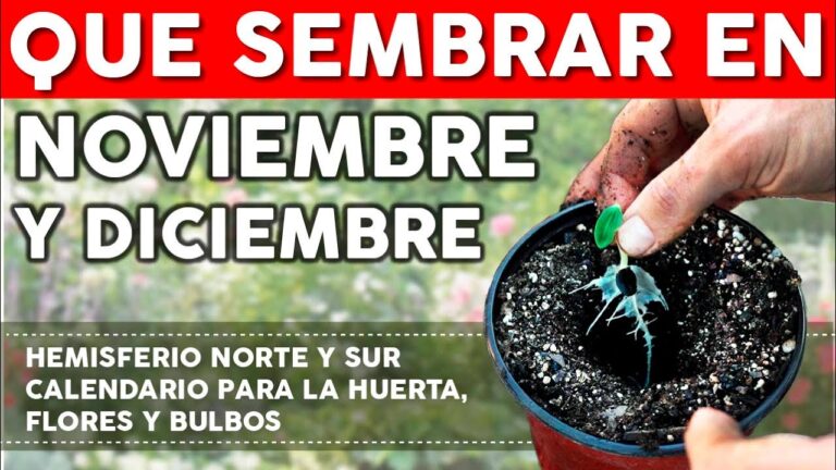 Las mejores flores para plantar en noviembre