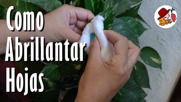 Spray para hojas: brillo natural para tus plantas