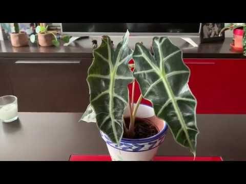 Cómo cuidar una Alocasia Polly con hojas amarillas