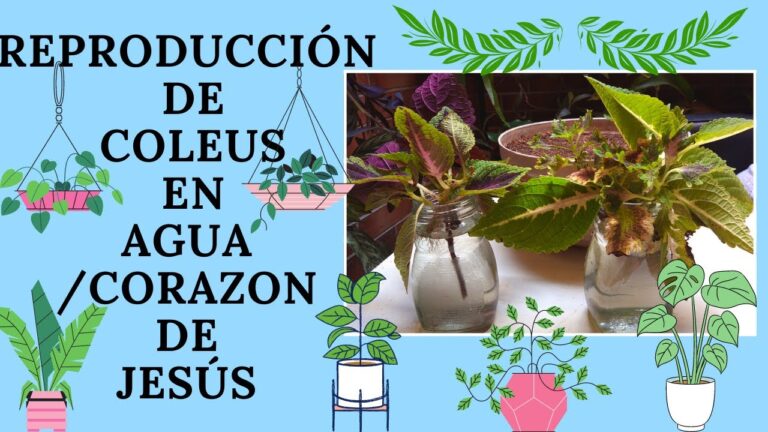 Coleos en agua: Todo lo que necesitas saber