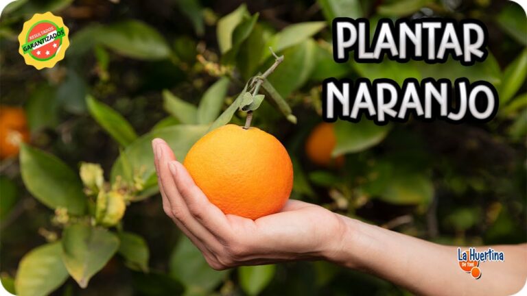 Mejor momento para plantar un naranjo