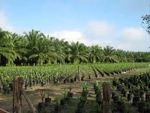 Descubriendo el Nombre Cient&iacute;fico de la Palmera