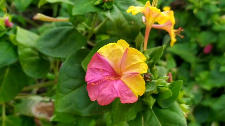 Cuidados óptimos para plantas de periquitos
