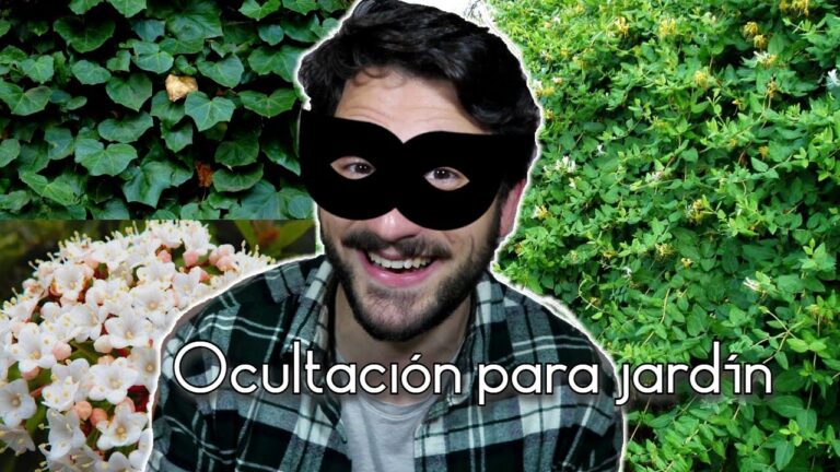 La mejor planta para cubrir una valla