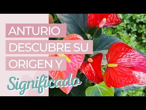 Anturio rojo: simbolismo y significado