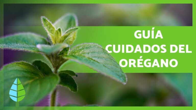 Guía para cuidar el orégano