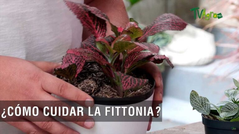 Guía completa sobre Fitonia Grande: cuidados y consejos
