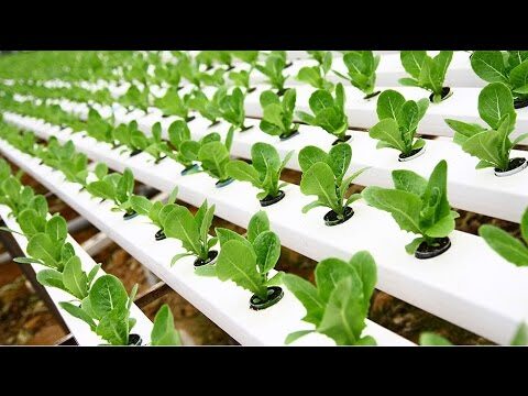 Guía Completa sobre Plantación Hidropónica