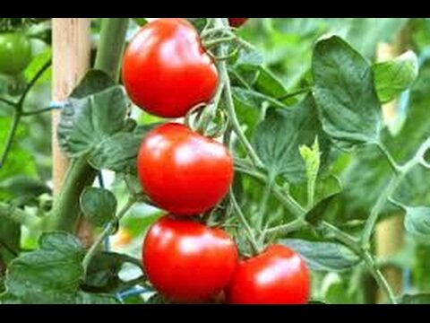Venta de Tomates Gigantes: Todo lo que Necesitas Saber