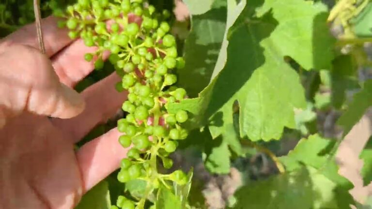 Comparaci&oacute;n: Oidio vs. Mildiu en Plantas