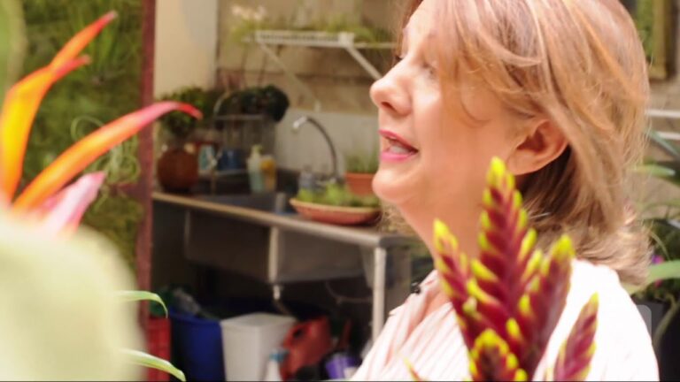 Guía para el cuidado de bromelias con hojas secas