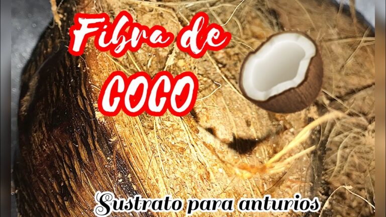 Dónde Comprar Fibra de Coco Eficazmente